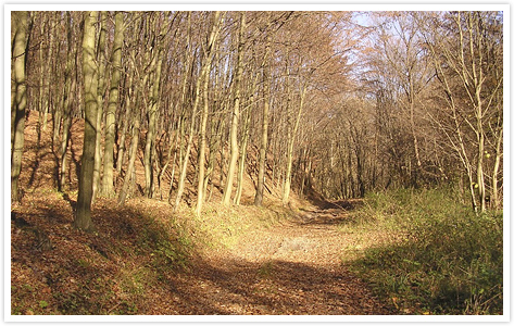 Őszi erdő, 2010